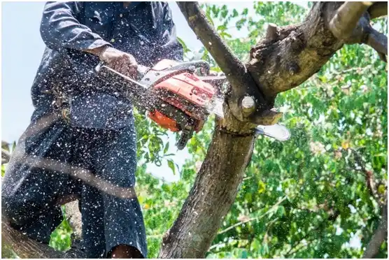 tree services Keyport